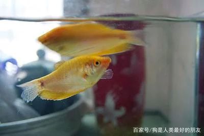 龍魚的年齡跟人年齡：探討龍魚的年齡與人的年齡比較時 龍魚百科 第2張