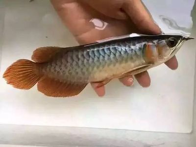 龍魚喂小鯽魚好嗎怎么喂的：龍魚可以喂食小鯽魚嗎 龍魚百科 第1張