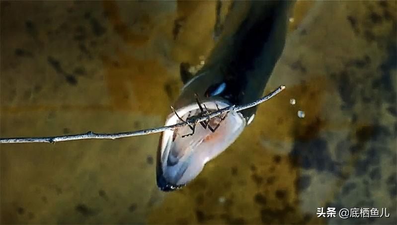 野生龍魚捕食：野生龍魚的捕食習(xí)性