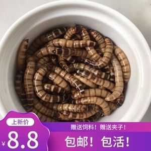 龍魚一次喂多少面包蟲好：龍魚一次喂多少面包蟲合適