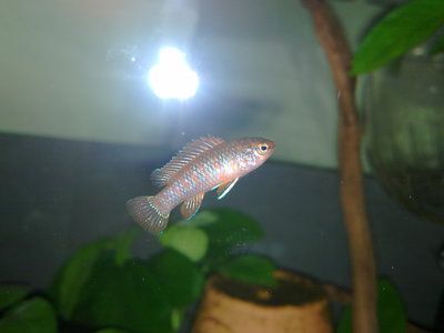 火焰變色龍魚(yú)吃什么飼料：火焰變色龍魚(yú)吃什么飼料火焰變色龍魚(yú)吃什么飼料