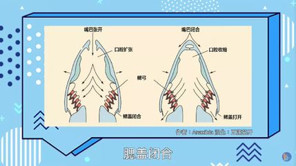 龍魚嘴老是一張一合的怎么辦：龍魚嘴巴一張一合的原因和解決辦法龍魚嘴老是一張一合的怎么辦