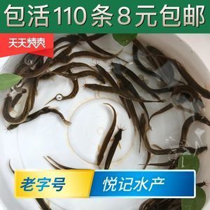 金龍魚翹嘴修理：\