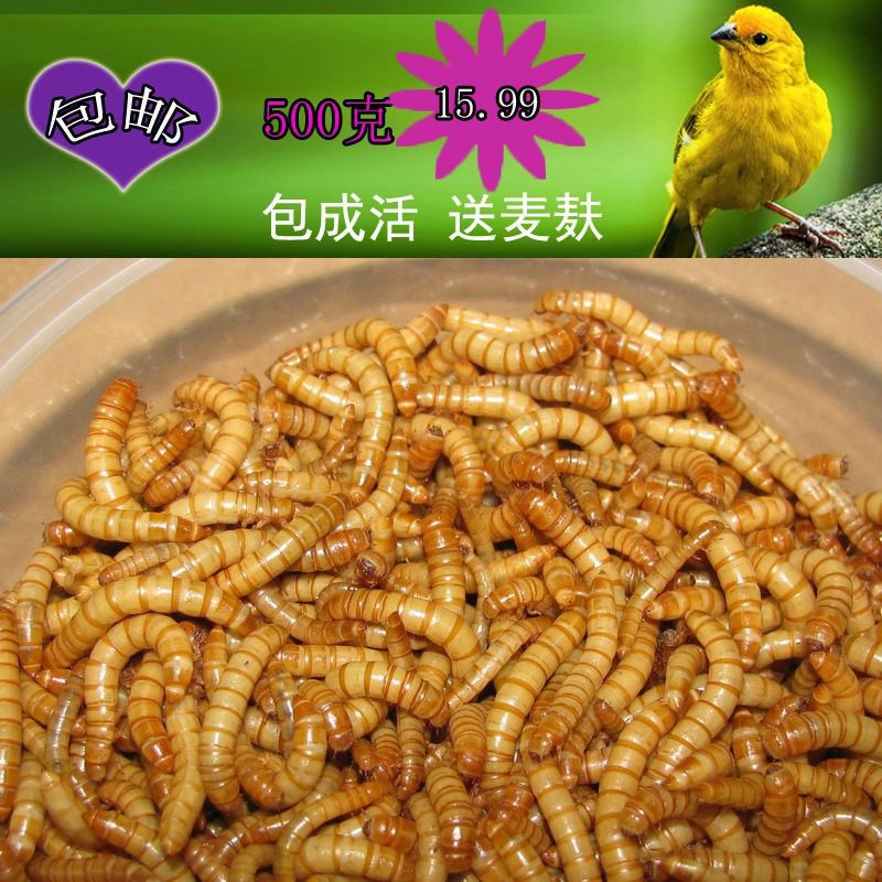 大麥蟲(chóng)龍魚(yú)能長(zhǎng)期吃嗎？：大麥蟲(chóng)龍魚(yú)能長(zhǎng)期吃嗎 龍魚(yú)百科 第3張