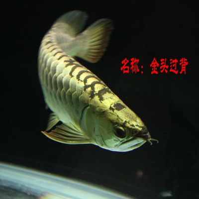 b級金龍魚：b級過背金龍魚品種分類詳解360:b級過背金龍魚 龍魚百科 第3張