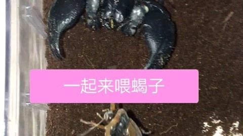 龍魚多久喂一次蝎子：關(guān)于龍魚蝎子的飼養(yǎng)方法