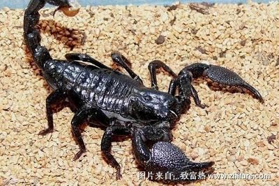 龍魚多久喂一次蝎子：關(guān)于龍魚蝎子的飼養(yǎng)方法