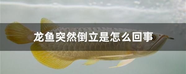 龍魚倒立還能活多久會不會好：龍魚倒立后的存活時(shí)間和恢復(fù)可能性取決于多種因素