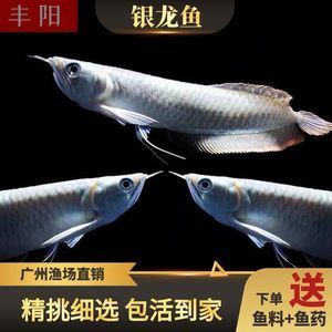 招財金龍魚的寓意是什么：戰(zhàn)船魚咬銀龍魚主要有以下幾個原因 龍魚百科 第2張