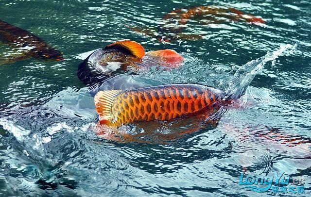 紅龍魚換水后多久可以喂食物：紅龍魚換水后喂食的時(shí)間主要取決于以下幾個(gè)因素