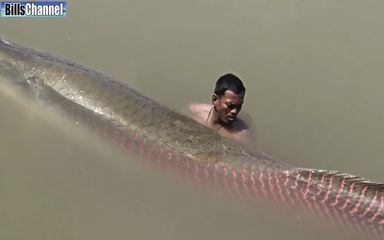 巨骨舌魚和金龍魚的區(qū)別在哪：巨骨舌魚和金龍魚在外觀、生態(tài)習性和文化意義上都有區(qū)別 龍魚百科 第2張