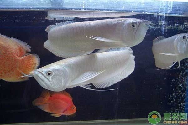 養(yǎng)銀龍魚的好處和壞處：養(yǎng)銀龍魚好處和壞處 龍魚百科 第1張