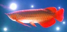 紅金龍魚(yú)能吃嗎？：紅金龍魚(yú)可以吃嗎，紅金龍魚(yú)能吃嗎 龍魚(yú)百科 第3張