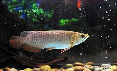 觀賞龍魚可以吃嗎怎么喂飼料：觀賞龍魚可以吃嗎 龍魚百科 第1張