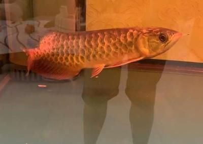 龍魚拒食一個(gè)月突然死亡原因：龍魚拒食一個(gè)月突然死亡可能是水質(zhì)問題導(dǎo)致的原因 龍魚百科 第3張