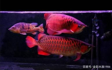 純血紅龍魚從小到大：純血紅龍魚從小到大的成長(zhǎng)過(guò)程