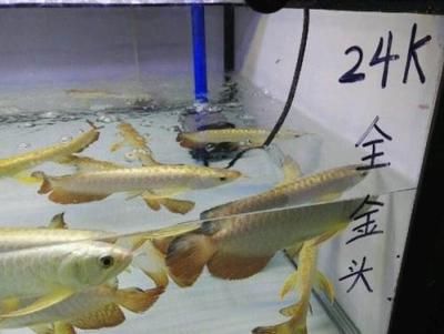 金龍魚魚苗批發(fā)市場：金龍魚魚苗批發(fā)市場是專門從事金龍魚魚苗買賣的市場