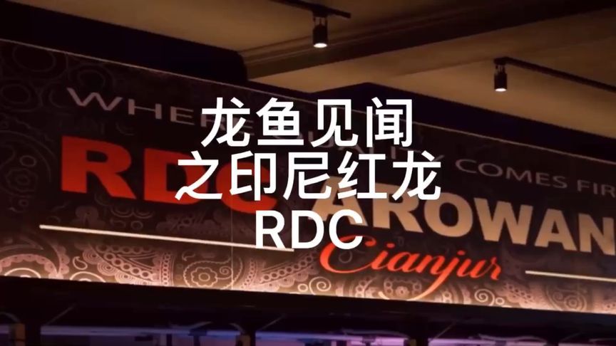 傲深4號可以治龍魚蒙眼嗎：rdc紅魔龍魚是一種高品質(zhì)的觀賞魚