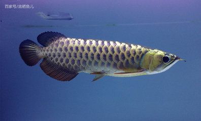 龍魚頭朝上游：龍魚頭朝上游可能有多種原因但不限于水溫的變化、氧氣的不足