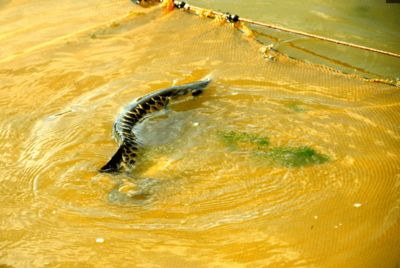 金龍魚(yú)掉了一塊鱗還能恢復(fù)嗎：金龍魚(yú)掉了一塊鱗還能恢復(fù)嗎， 龍魚(yú)百科 第2張