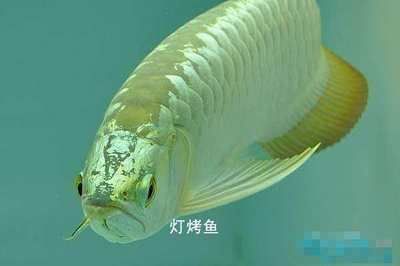 金龍魚多久不返垢：金龍魚返垢是一個(gè)常見的現(xiàn)象