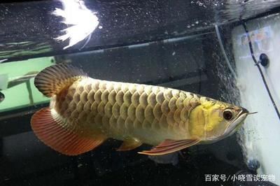 龍魚狀態(tài)不好的表現(xiàn)是什么樣子：龍魚狀態(tài)不好的幾種表現(xiàn)