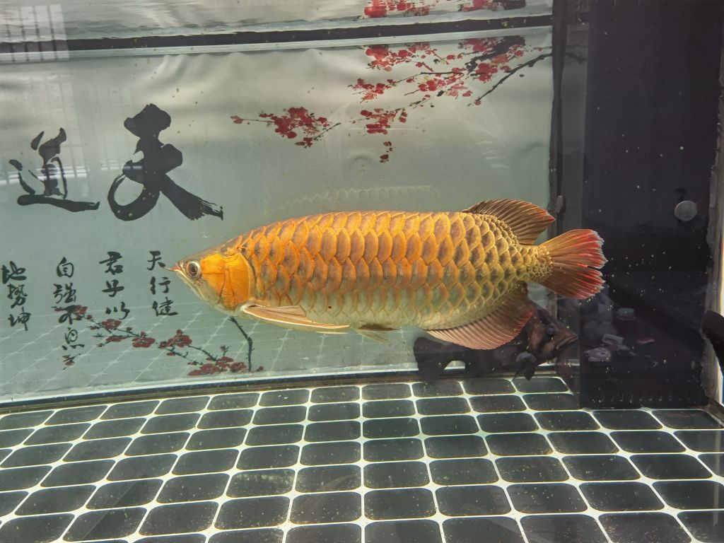 黒缸養(yǎng)龍魚是什么缸：黑缸養(yǎng)龍魚是什么缸 龍魚百科