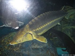 三角龍魚吃什么食物：三角龍魚吃什么食物， 龍魚百科 第1張