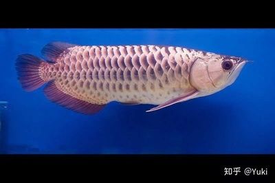 龍魚(yú)的魚(yú)鱗：龍魚(yú)的魚(yú)鱗健康狀況可以反映出龍魚(yú)的整體健康狀況 龍魚(yú)百科 第2張