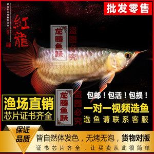 紅龍魚魚苗批發(fā)：360問答｜紅龍魚魚苗批發(fā)