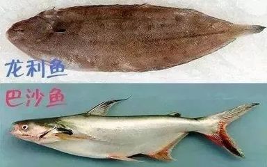 巴沙魚和龍利魚是一種魚嗎：巴沙魚和龍利魚的區(qū)別 龍魚百科 第4張