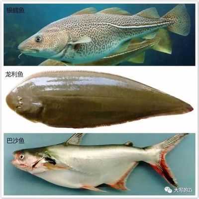 巴沙魚和龍利魚是一種魚嗎：巴沙魚和龍利魚的區(qū)別 龍魚百科 第1張