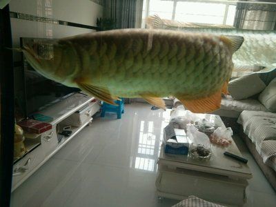 古典龍魚(yú)用什么顏色燈泡最好：古典龍魚(yú)用什么顏色燈泡最好古典龍魚(yú)用什么顏色燈泡最好 龍魚(yú)百科 第2張