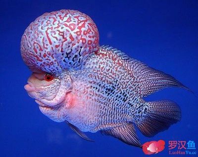 龍魚怎么馴服的：水族箱中飼養(yǎng)的龍魚的飼養(yǎng)和馴養(yǎng)方法，馴養(yǎng)龍魚的重要步驟