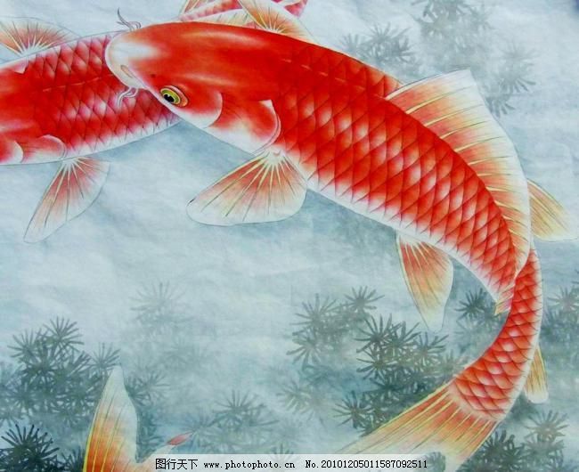 幫我看一下銀龍魚(yú)的照片大全集：關(guān)于銀龍魚(yú)的圖片和資料 龍魚(yú)百科 第2張