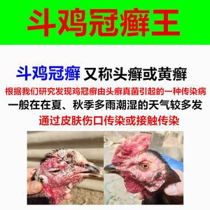 龍魚真菌感染怎么辦啊用什么藥：龍魚真菌感染的治療方案 龍魚百科 第1張