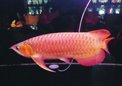 紅龍魚屬于國家?guī)准壉Ｗo(hù)動物：紅龍魚在國際上屬于華盛頓野生動物保護(hù)條約甲級保護(hù)動物