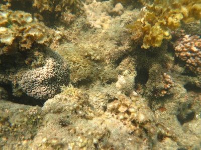 龍魚吃饅頭嗎：龍魚在極度饑餓的情況下可能會(huì)吃饅頭這類食物 龍魚百科 第3張