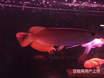 紅龍魚苗好養(yǎng)嗎？：李界秋：紅龍魚飼養(yǎng)技術(shù) 龍魚百科 第3張