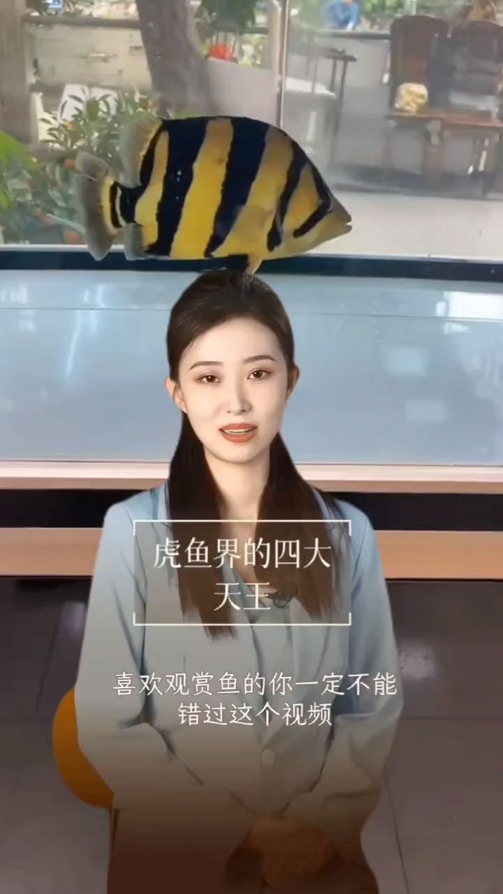 一個視頻教你怎么區(qū)分虎魚：一個視頻教你怎么區(qū)分虎魚,龍巧兒 觀賞魚論壇 第1張