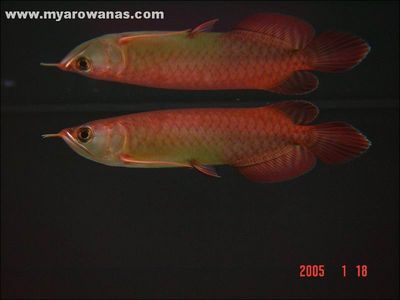 龍魚(yú)a過(guò)和b過(guò)區(qū)別是什么：a級(jí)過(guò)背金龍魚(yú)和b級(jí)過(guò)背金龍魚(yú)在品相和價(jià)格上有所不同 龍魚(yú)百科 第3張