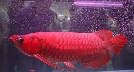 紅龍魚品牌排行榜前十名有哪些牌子的魚缸：紅龍魚品牌排行榜前十名