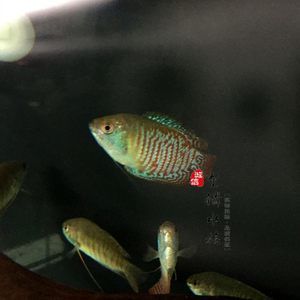 黃曼龍魚好養(yǎng)嗎貼吧：黃曼龍魚好養(yǎng)嗎