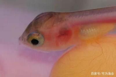 龍魚白色糞便是什么病癥：龍魚白色糞便是什么病癥龍魚白色糞便是什么病癥 龍魚百科 第2張