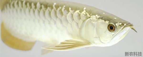 金龍魚(yú)喂食量與喂食頻率是多少：金龍魚(yú)的喂食量與喂食頻率取決于它們的生長(zhǎng)階段