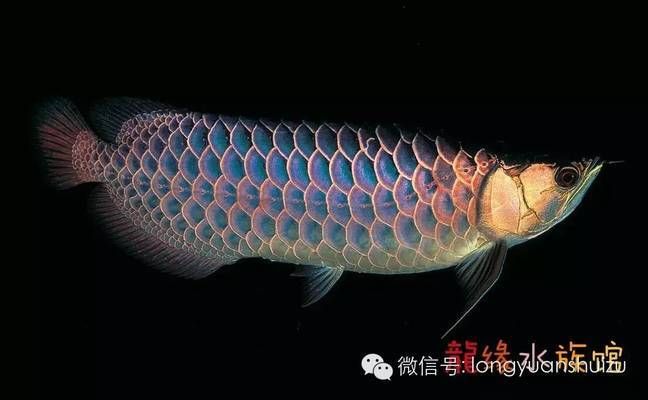 世界上的龍魚有多少種：世界上的龍魚有多少種呢？ 龍魚百科 第2張