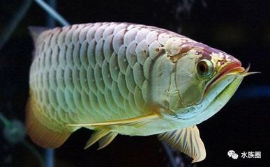 練手龍魚多少錢：新手練手龍魚多少錢，練手龍魚多少錢， 龍魚百科 第2張