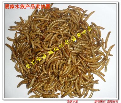 龍魚能吃面包蟲干嗎：龍魚可以吃面包蟲干嗎，龍魚能吃面包蟲干嗎，需要注意什么