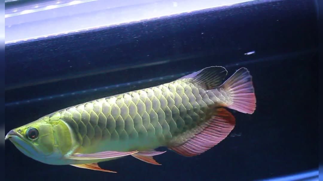 過(guò)背金龍魚(yú)用什么顏色背景：過(guò)背金龍魚(yú)的背景顏色選擇