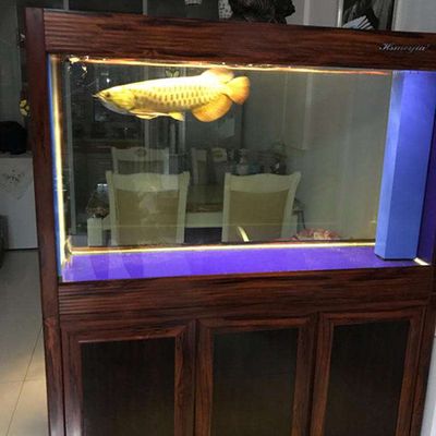 金龍魚缸晚上用開燈嗎？：金龍魚缸晚上是否需要開燈，有幾個特殊情況要考慮 龍魚百科 第3張